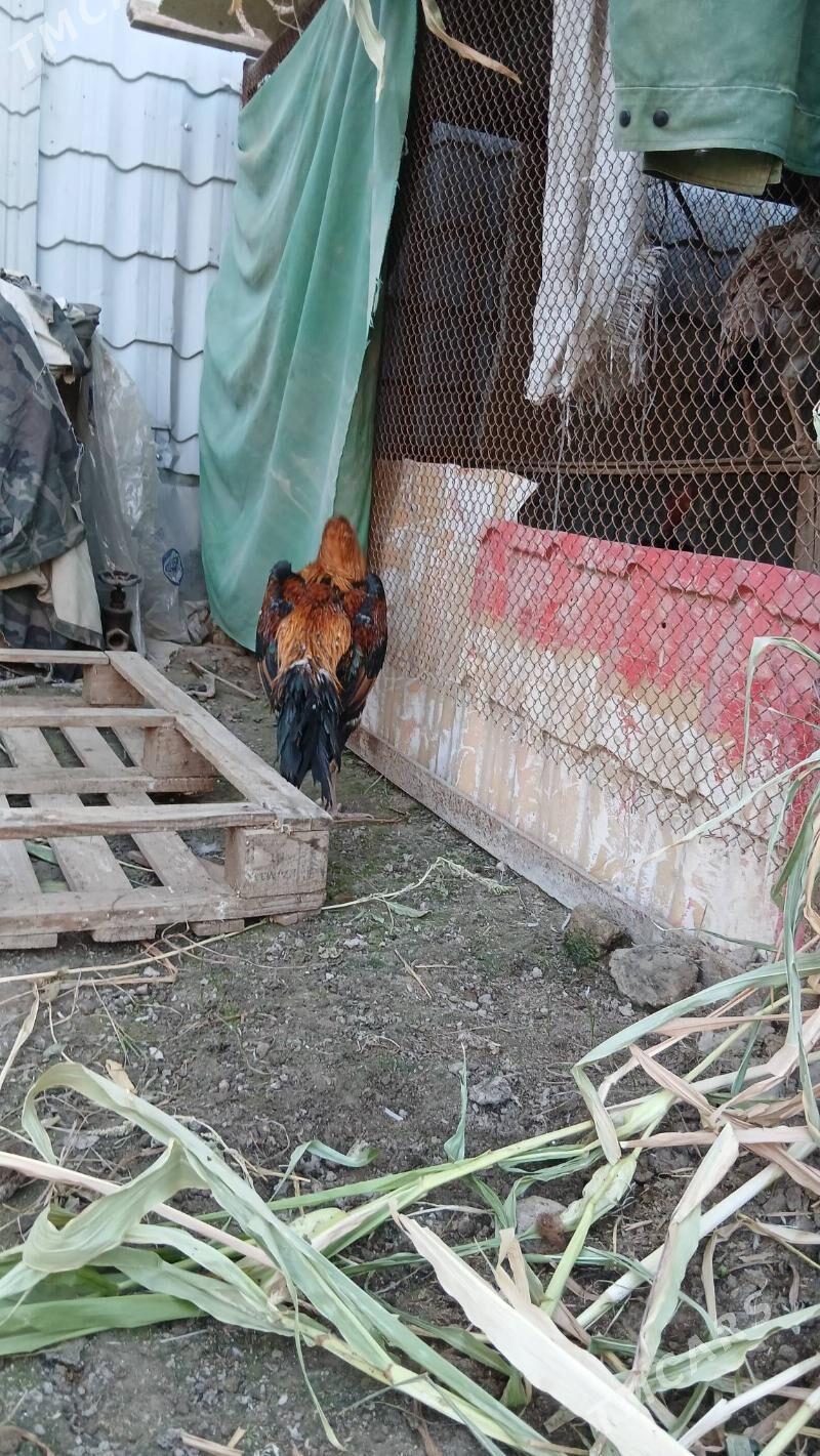 хораз - Çärjew - img 4