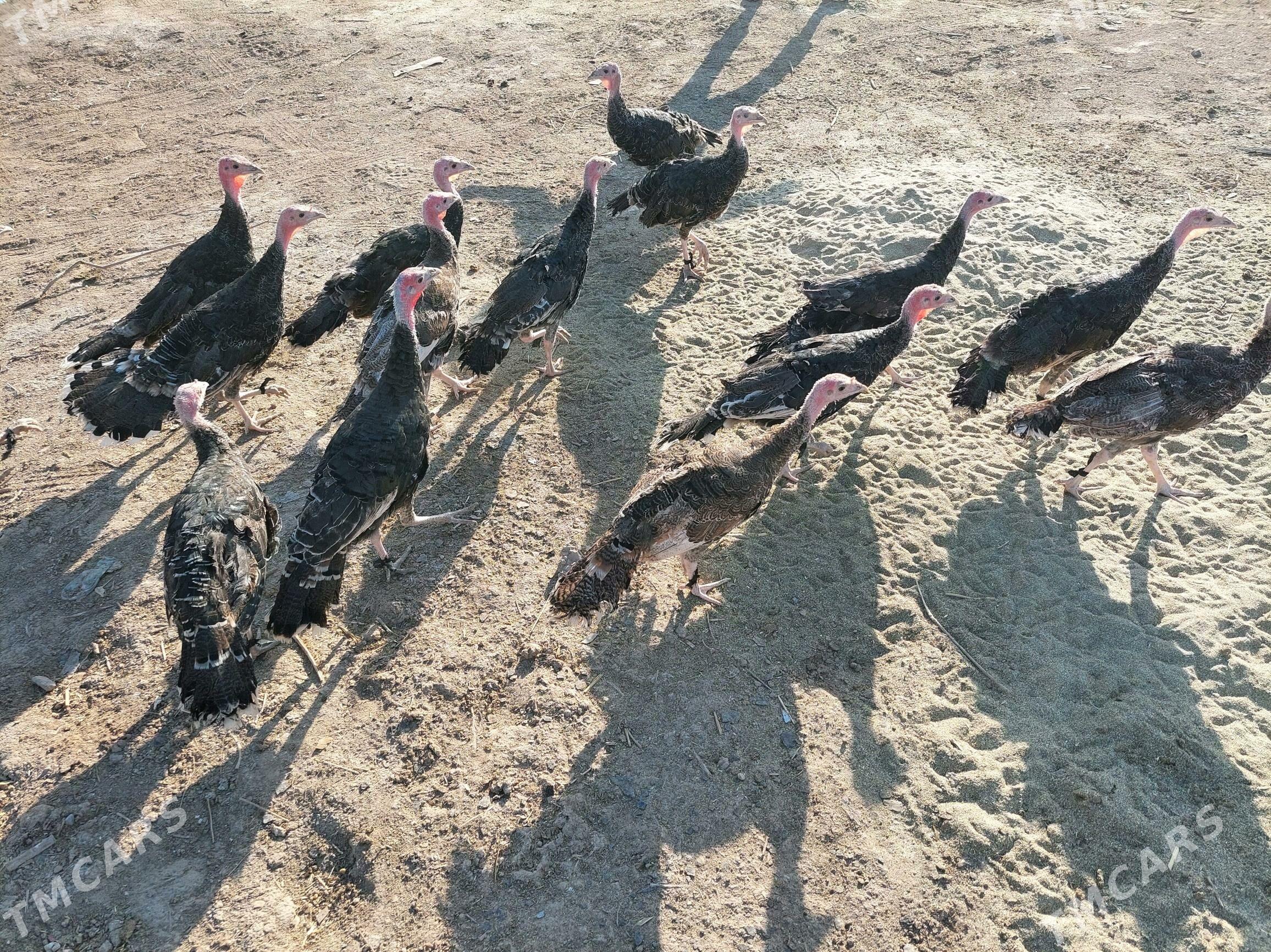 induk jüje - Теджен - img 3