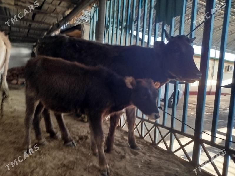 ZGoleli Sygyr - Хитровка - img 3