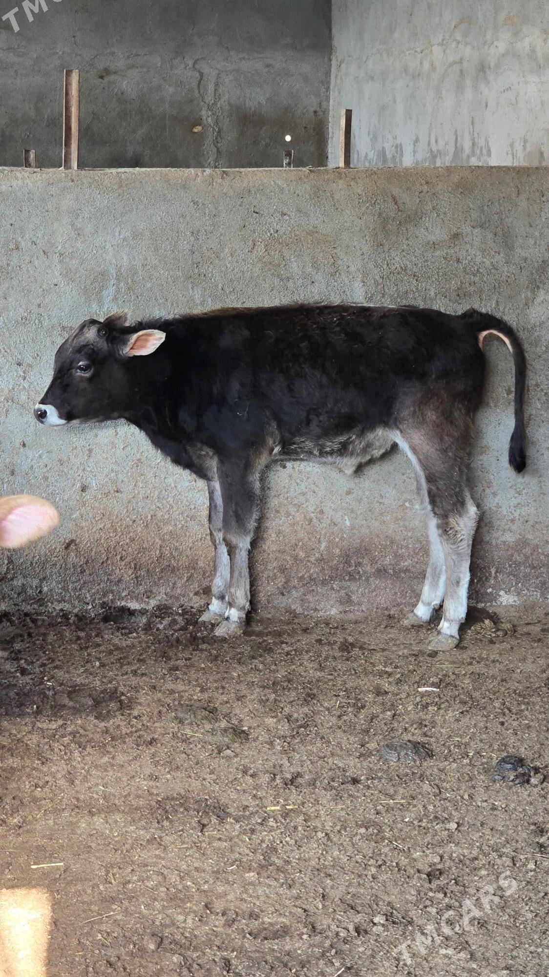 okuz - Багир - img 8