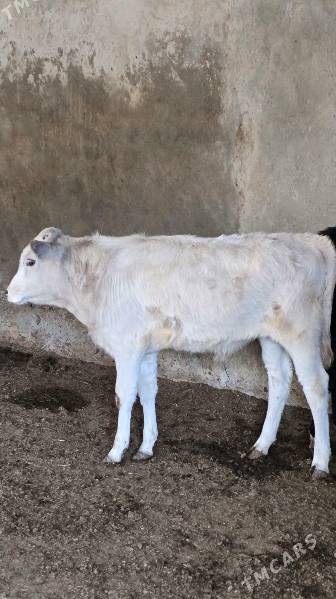 okuz - Багир - img 10