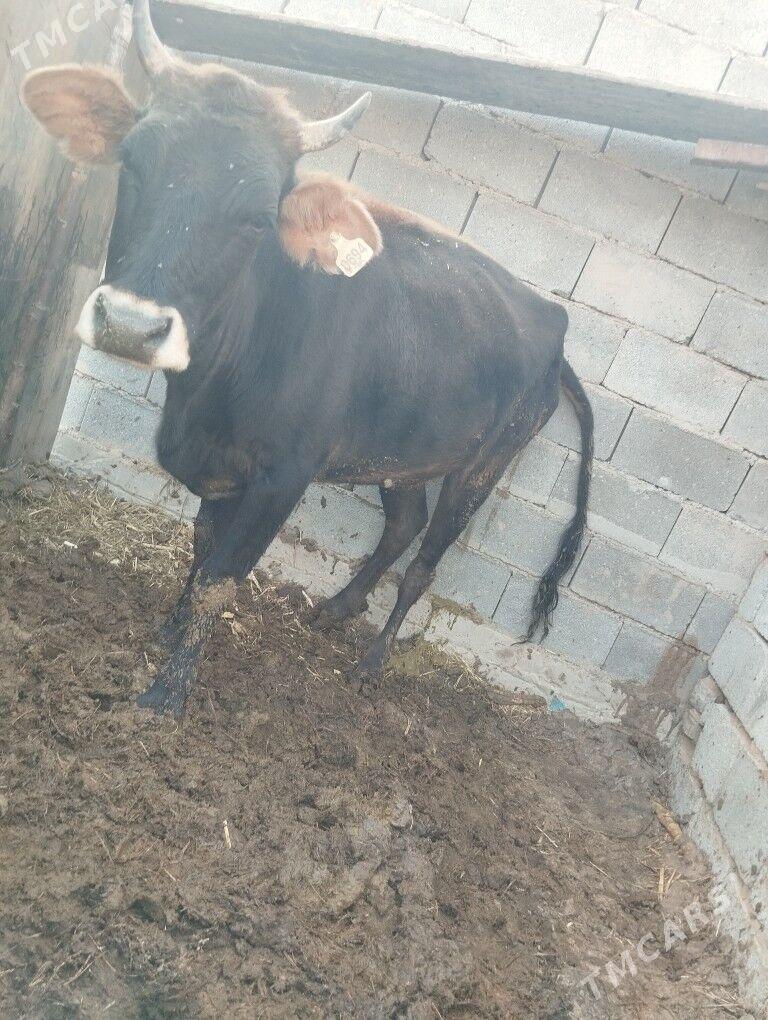 Sygyr tuwe - Änew - img 2