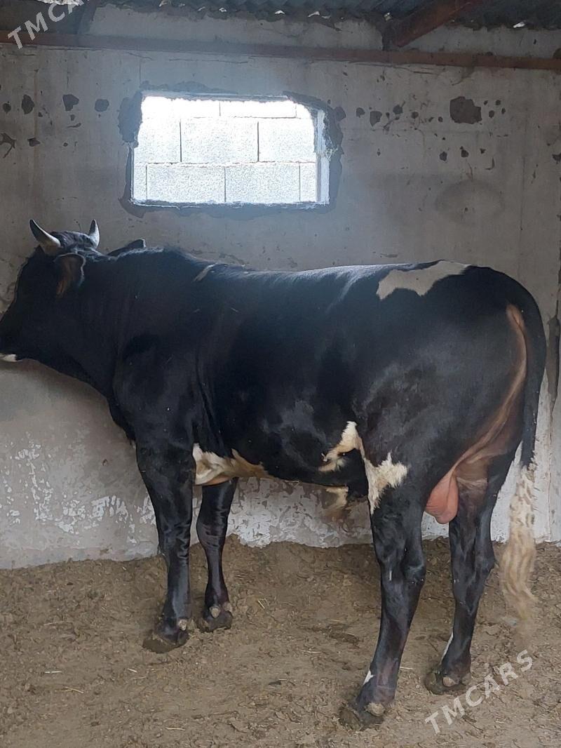 okuz - Ак-Бугдайский этрап - img 4