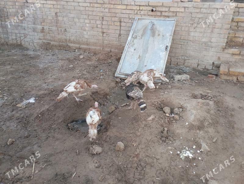 gyzyl indyuk jujeler - Farap - img 3