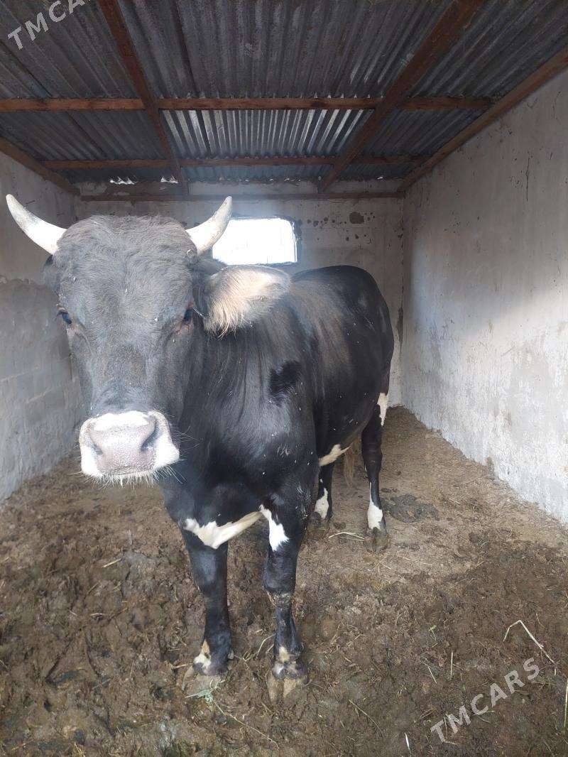 okuz - Ак-Бугдайский этрап - img 2