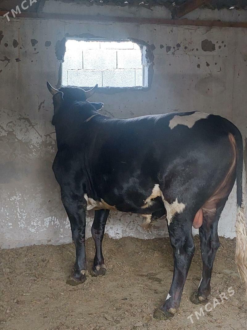 okuz - Ак-Бугдайский этрап - img 1