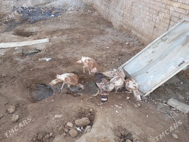 gyzyl indyuk jujeler - Farap - img 2