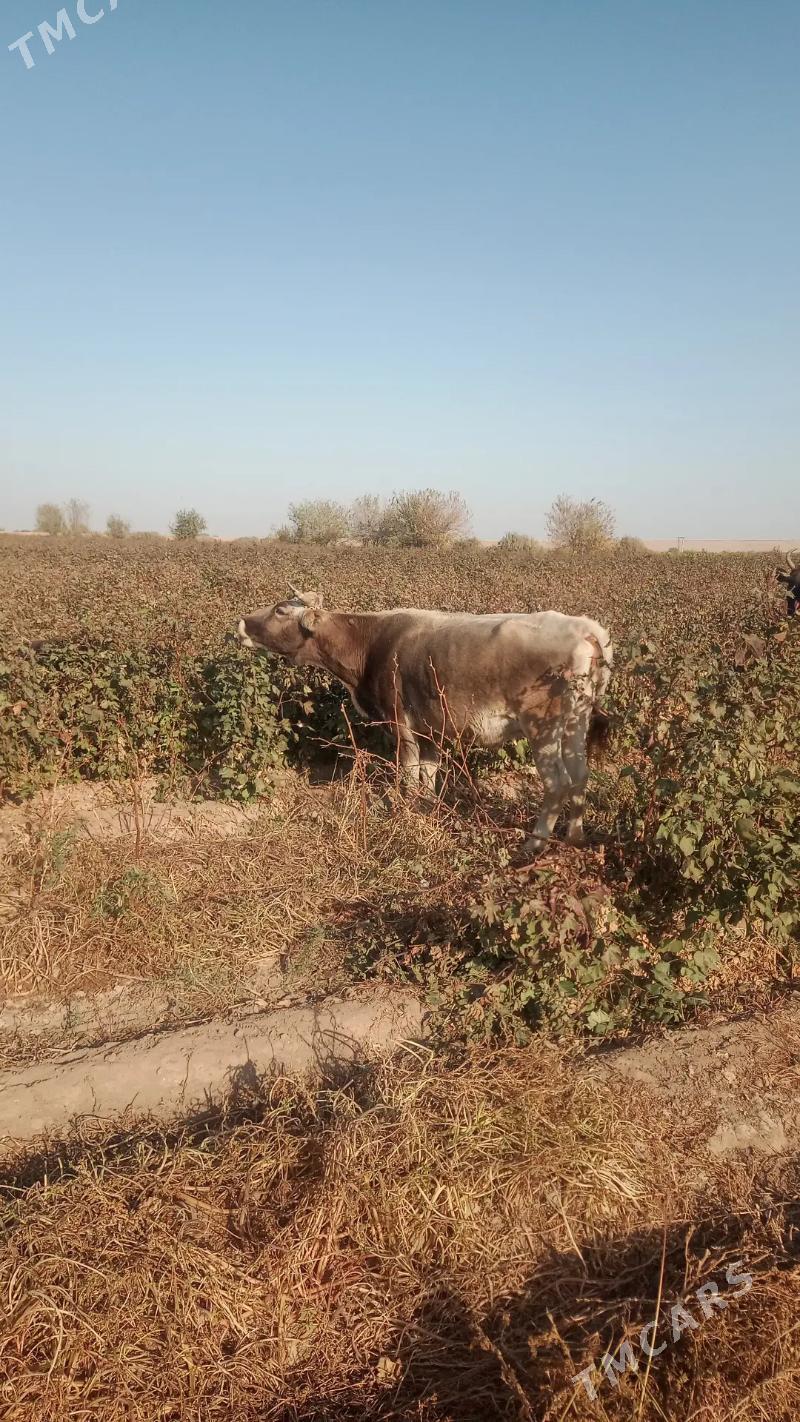 sygyr - Бабадайхан - img 3