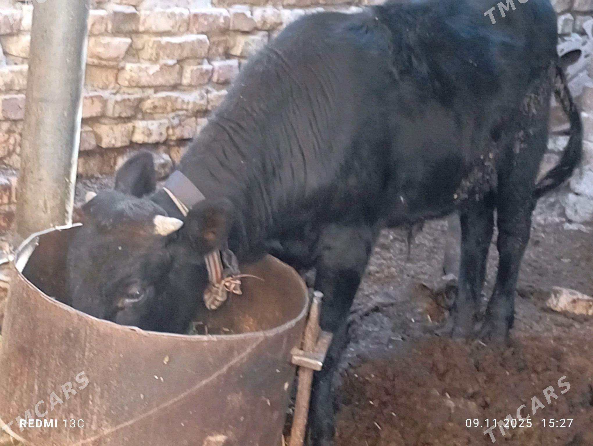 okuzçe - Mary - img 1