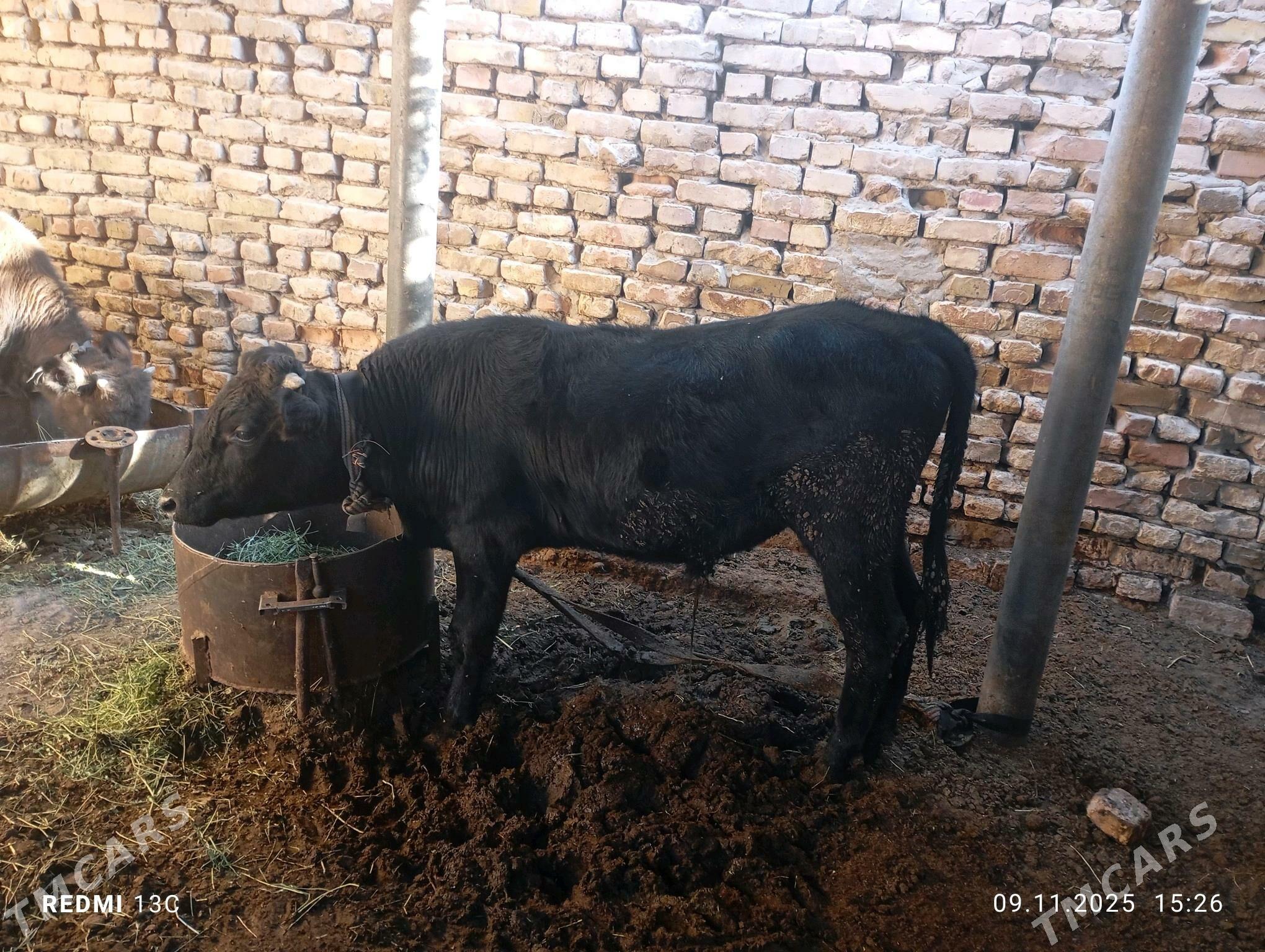 okuzçe - Mary - img 2