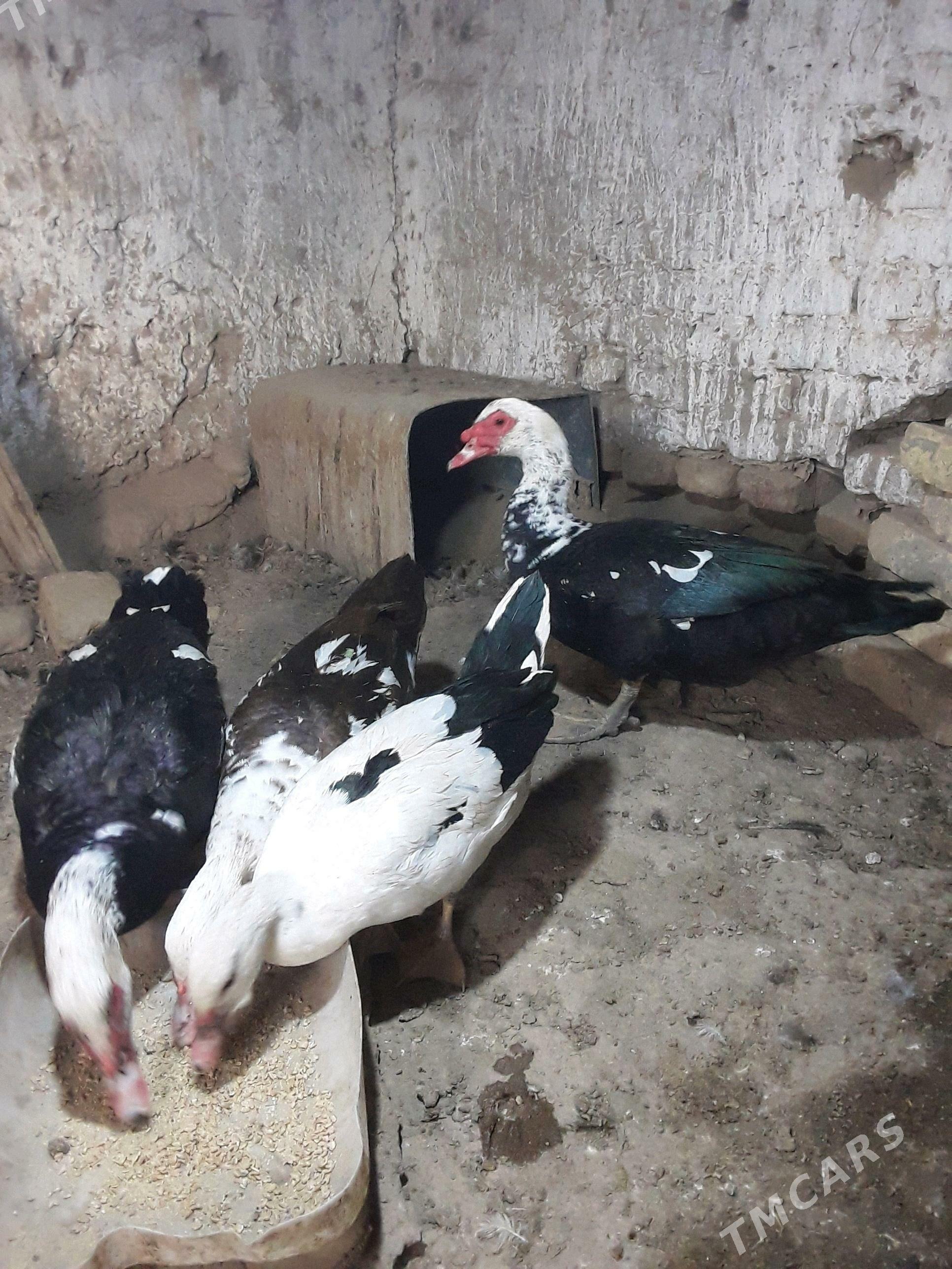 indushka admen tel bilen - Дашогуз - img 3