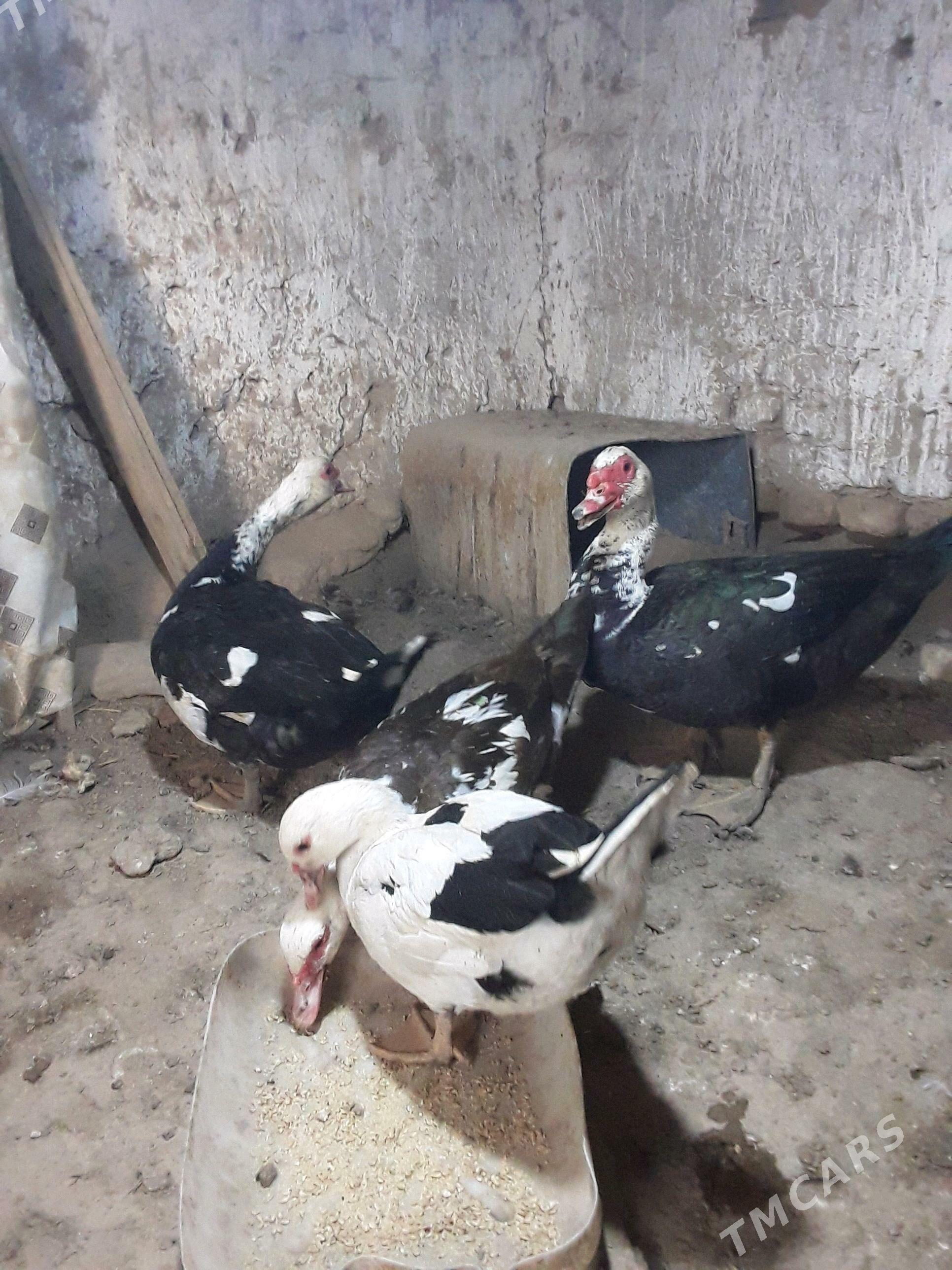 indushka admen tel bilen - Дашогуз - img 2