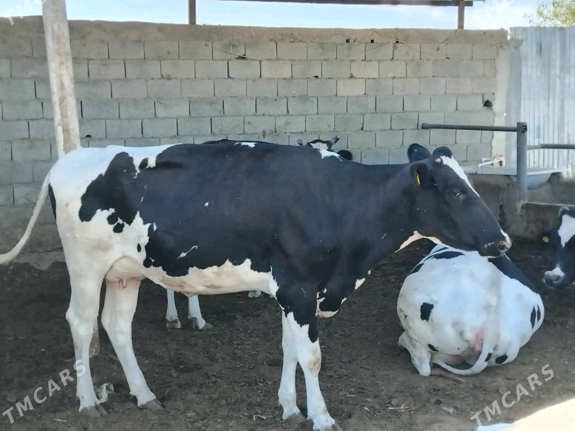 golisdeyin sygyr - Ак-Бугдайский этрап - img 2