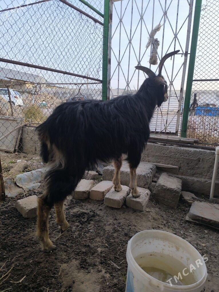 geçi - Gyzylarbat - img 3