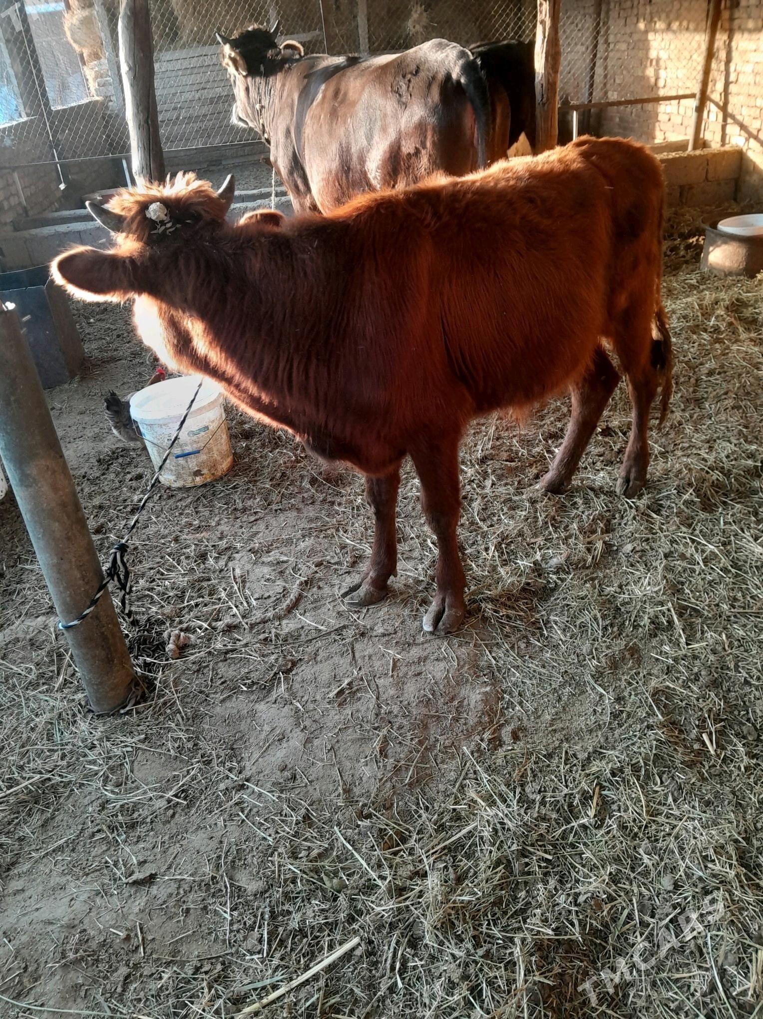 okuz 1 yaṣan - Ак-Бугдайский этрап - img 2