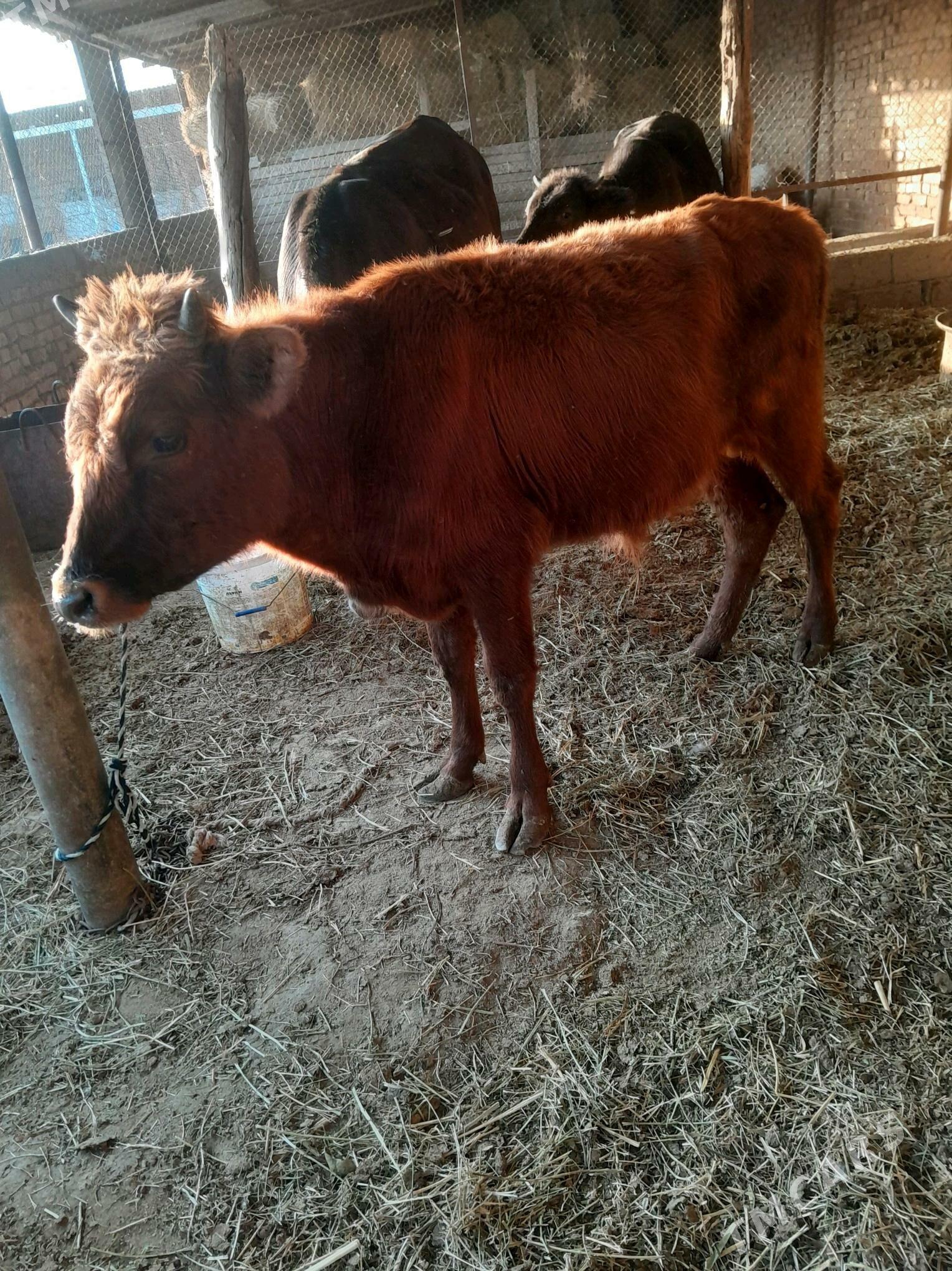 okuz 1 yaṣan - Ак-Бугдайский этрап - img 4