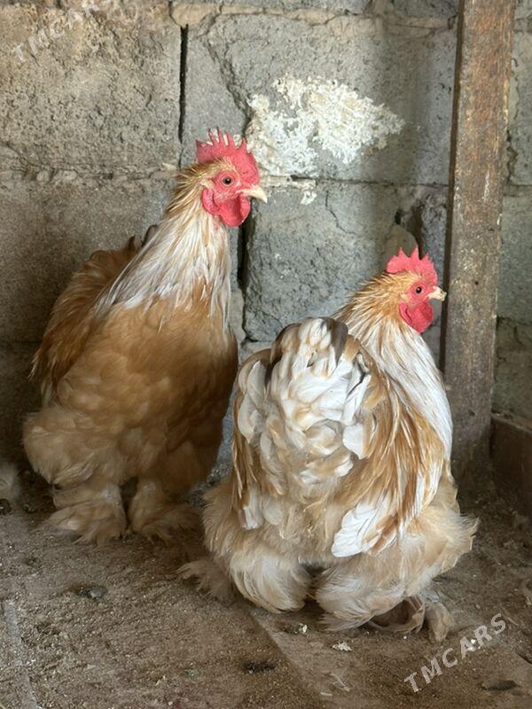 Kokinkin horaz karlik - Aşgabat - img 3