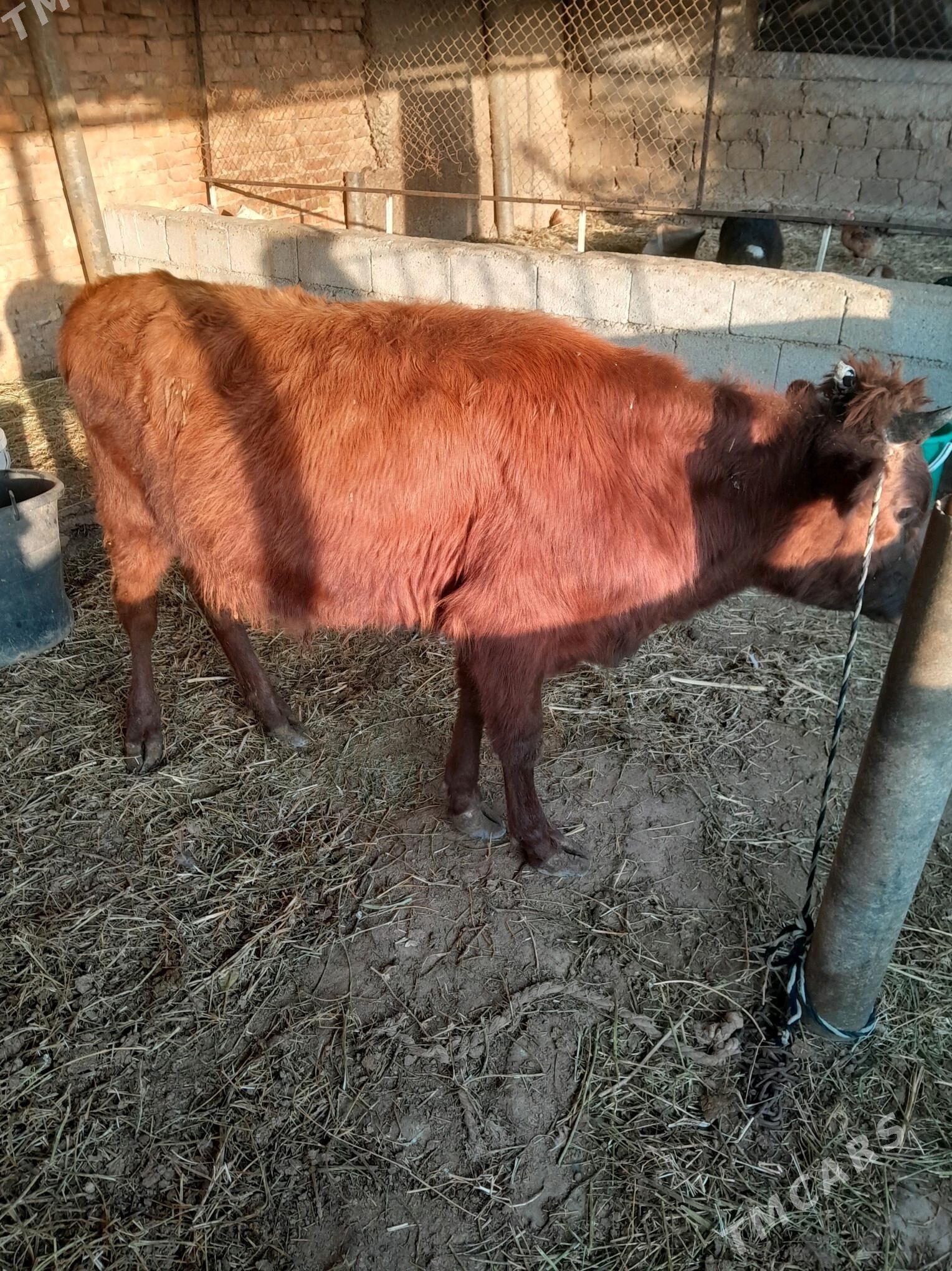 okuz 1 yaṣan - Ак-Бугдайский этрап - img 3