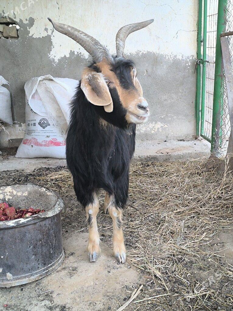 geçi - Gyzylarbat - img 2