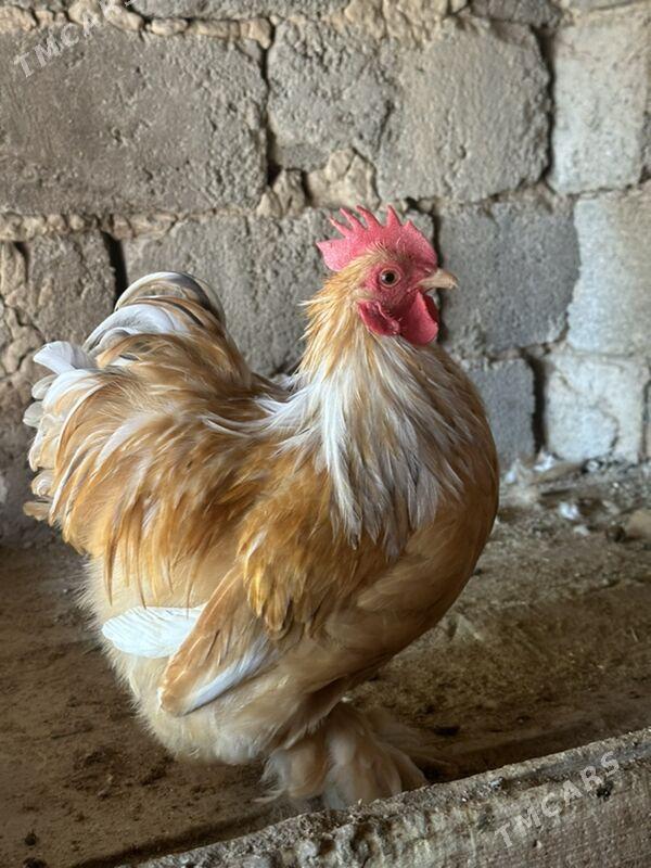 Kokinkin horaz karlik - Aşgabat - img 1