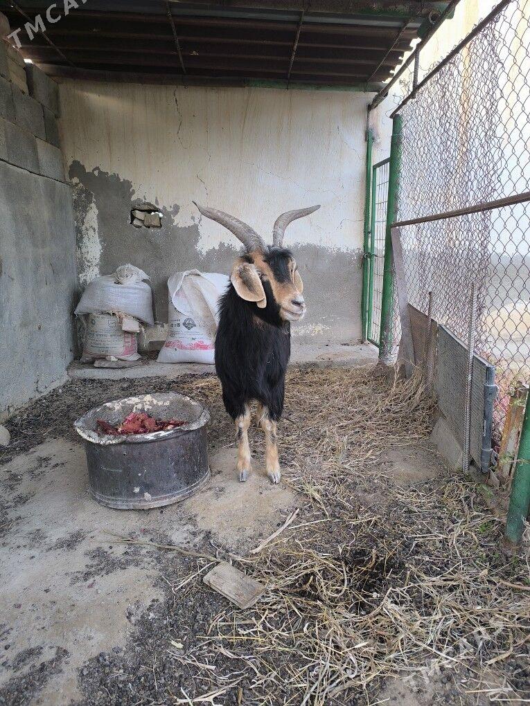 geçi - Gyzylarbat - img 1