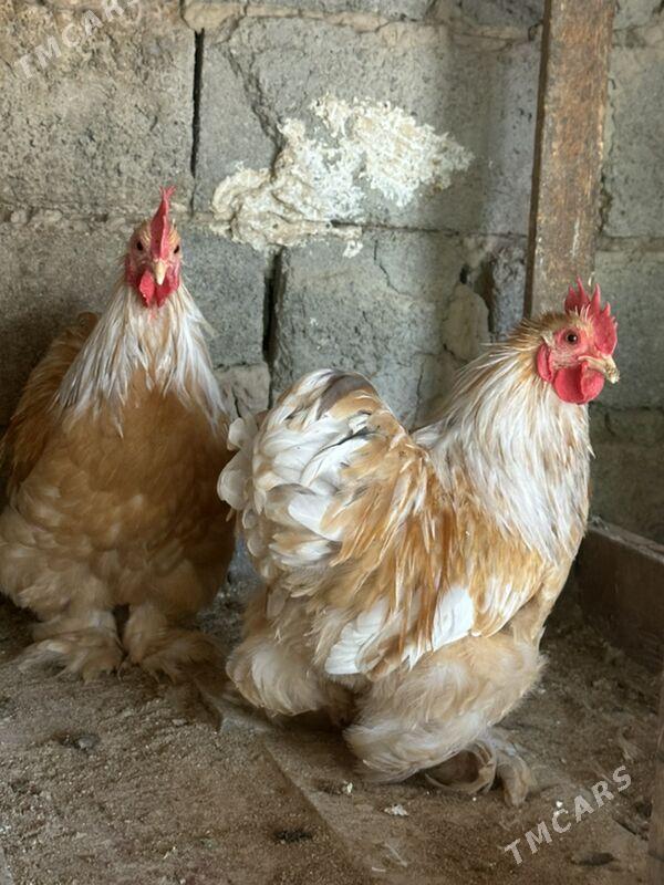 Kokinkin horaz karlik - Aşgabat - img 4