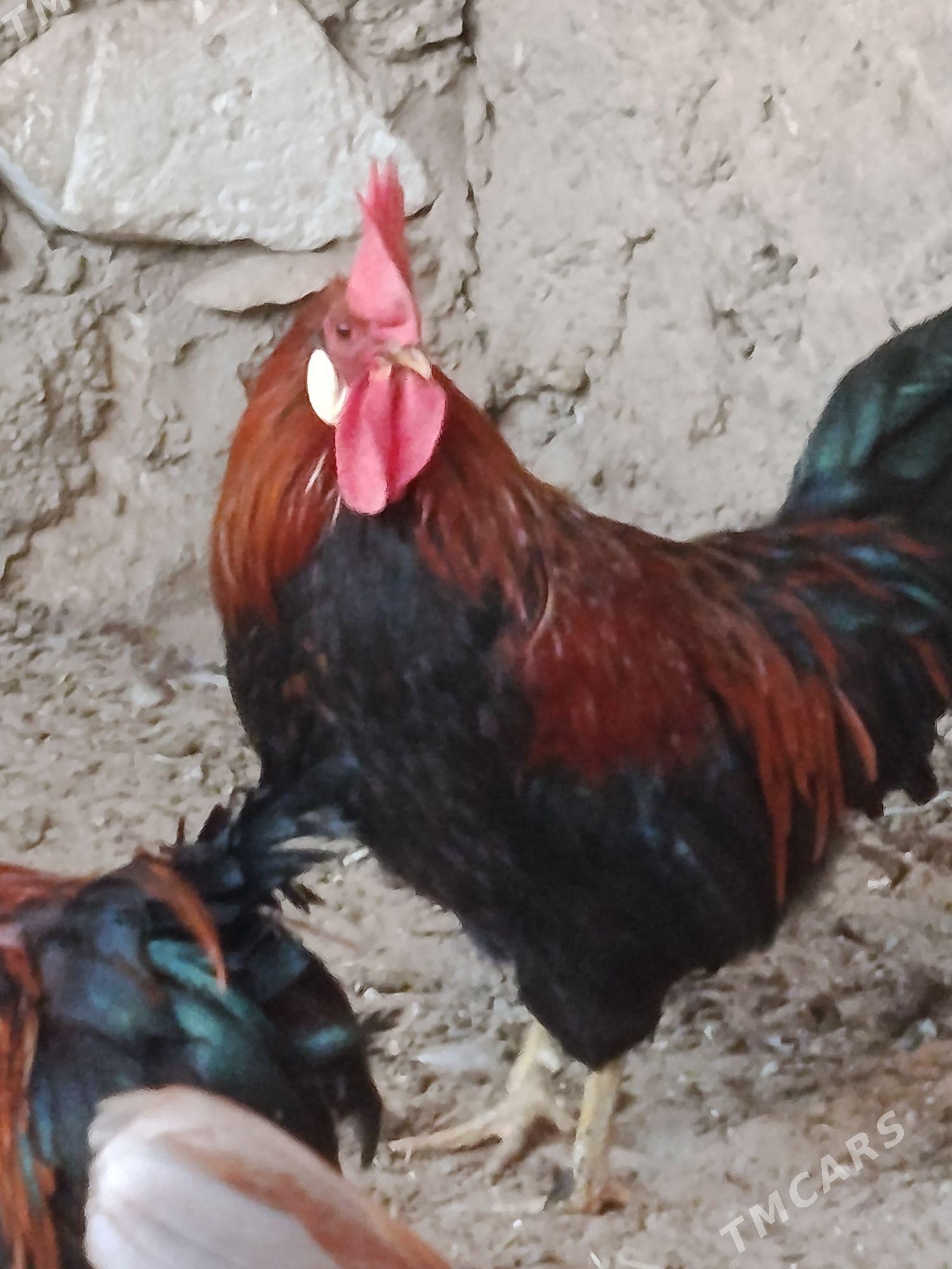 Horaz - Balkanabat - img 2