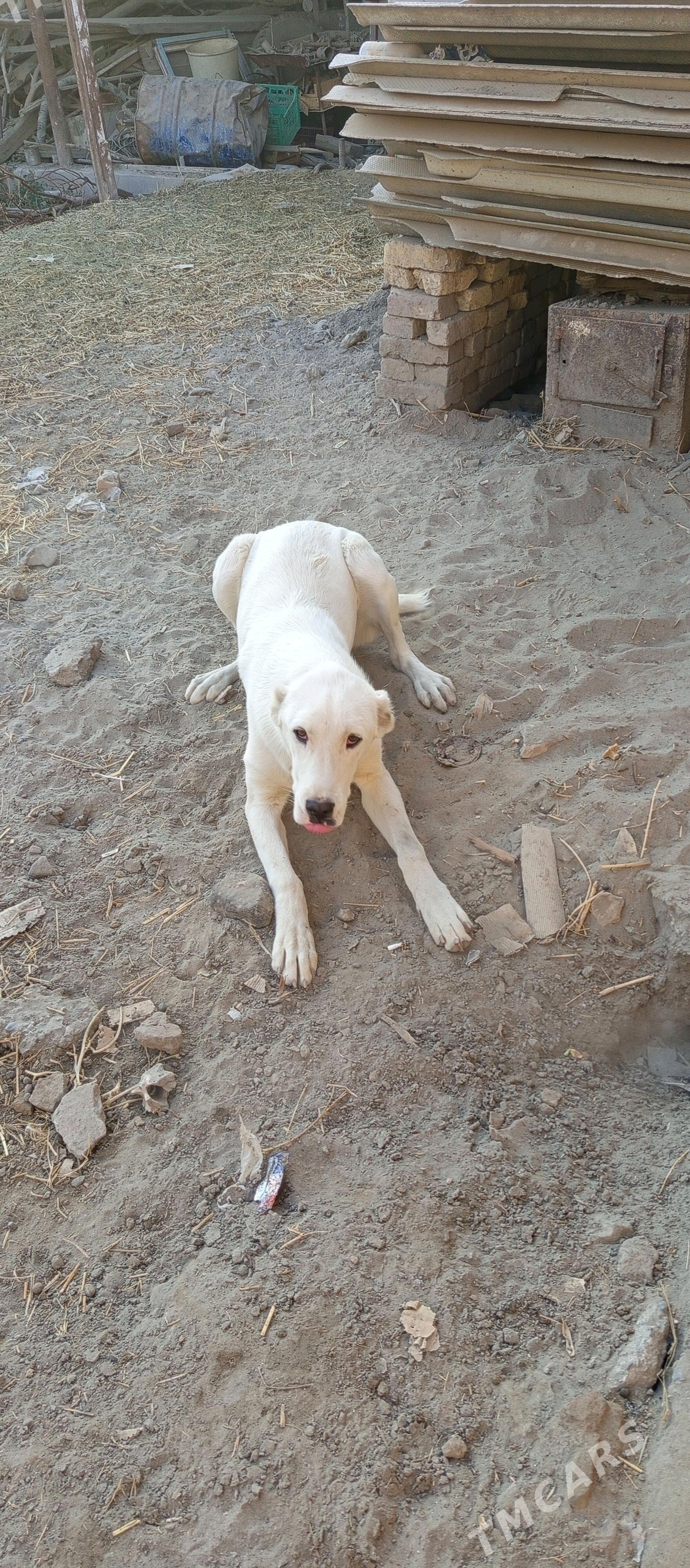 Alabay - Farap - img 3