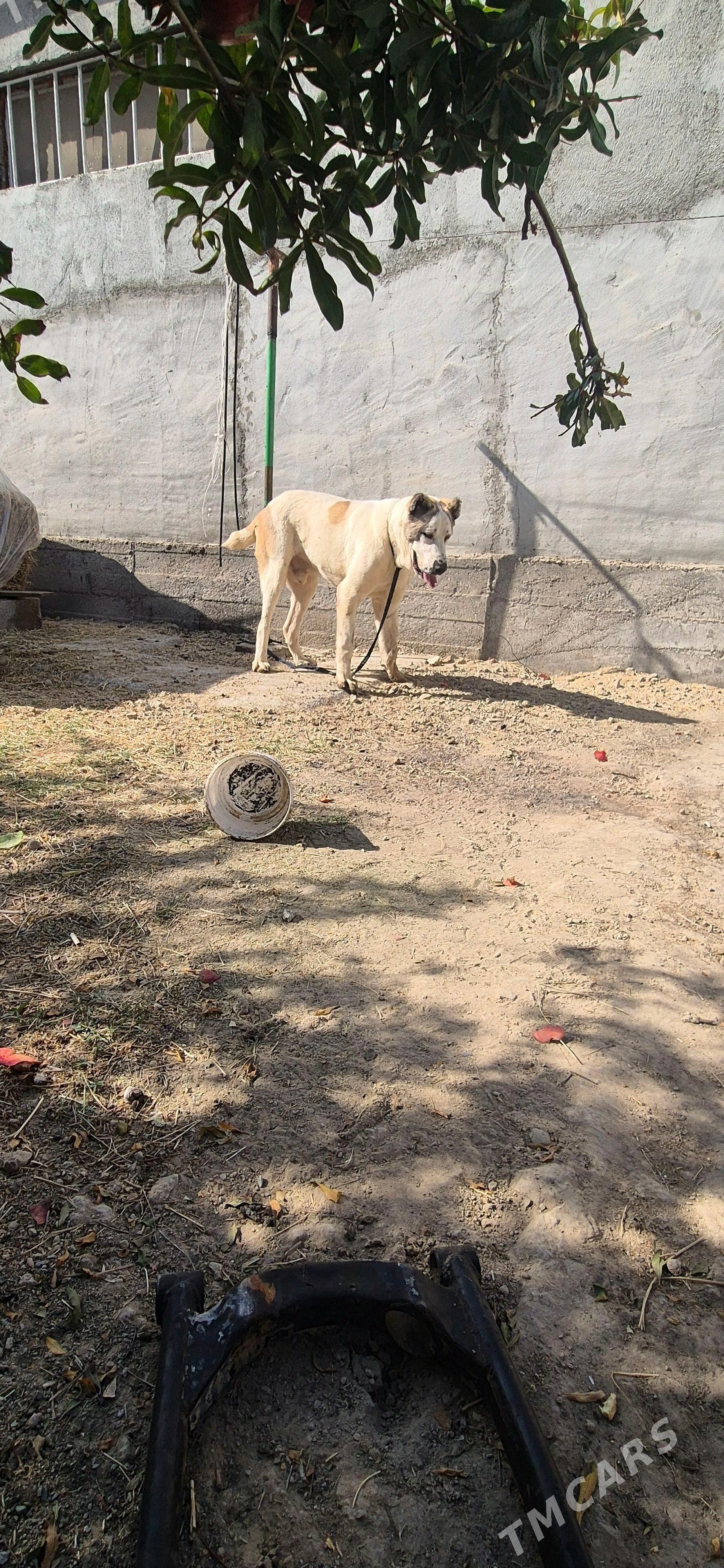 alabay gutuk - Гёкдепе - img 1