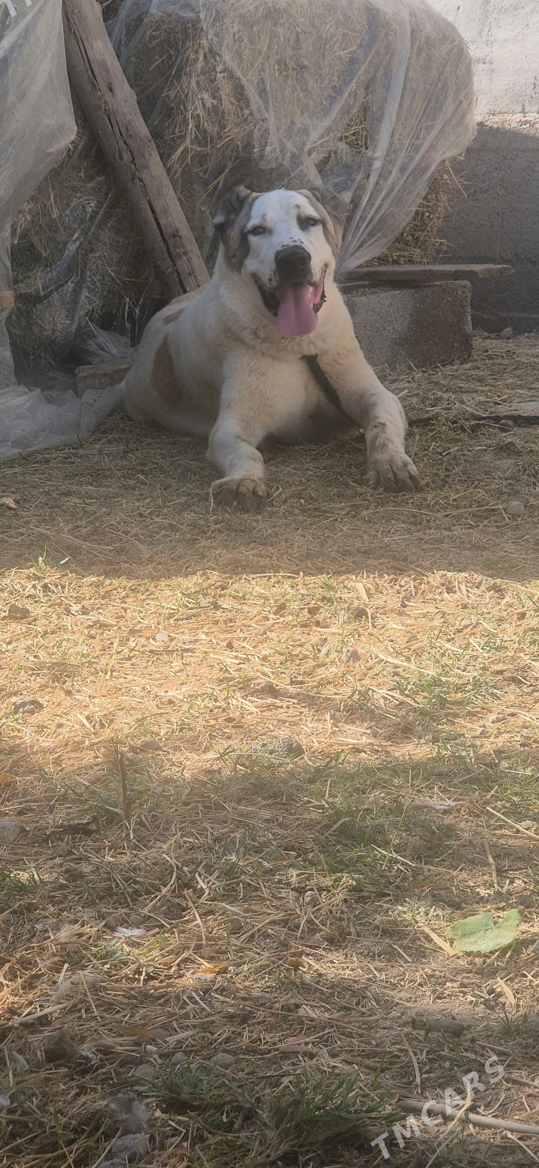 alabay gutuk - Гёкдепе - img 3