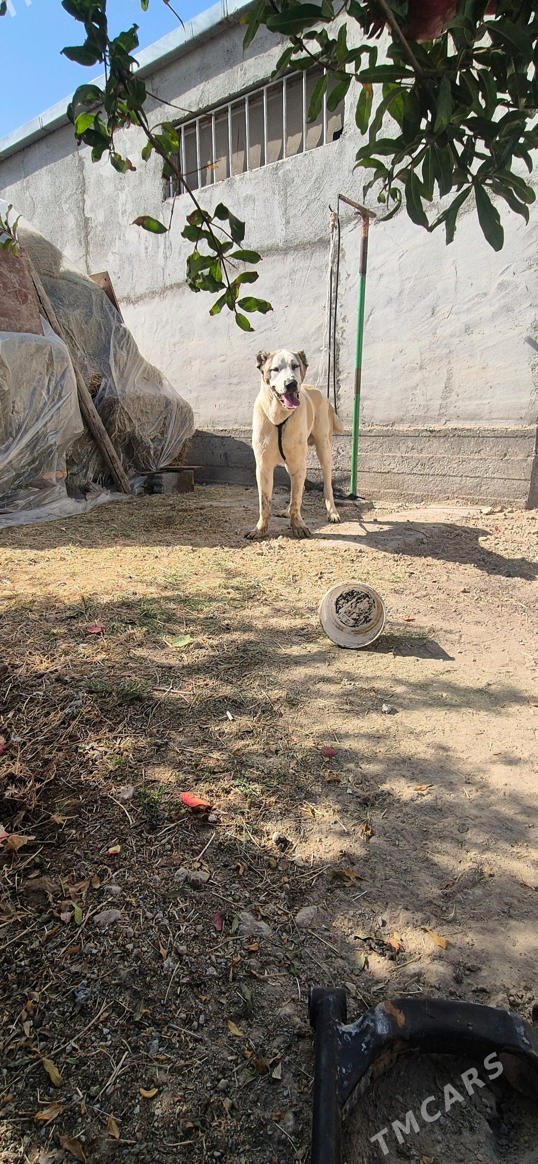 alabay gutuk - Гёкдепе - img 2