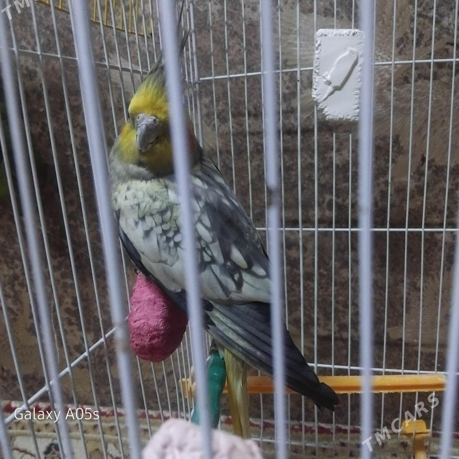 попугай popugay - Parahat 4 - img 2