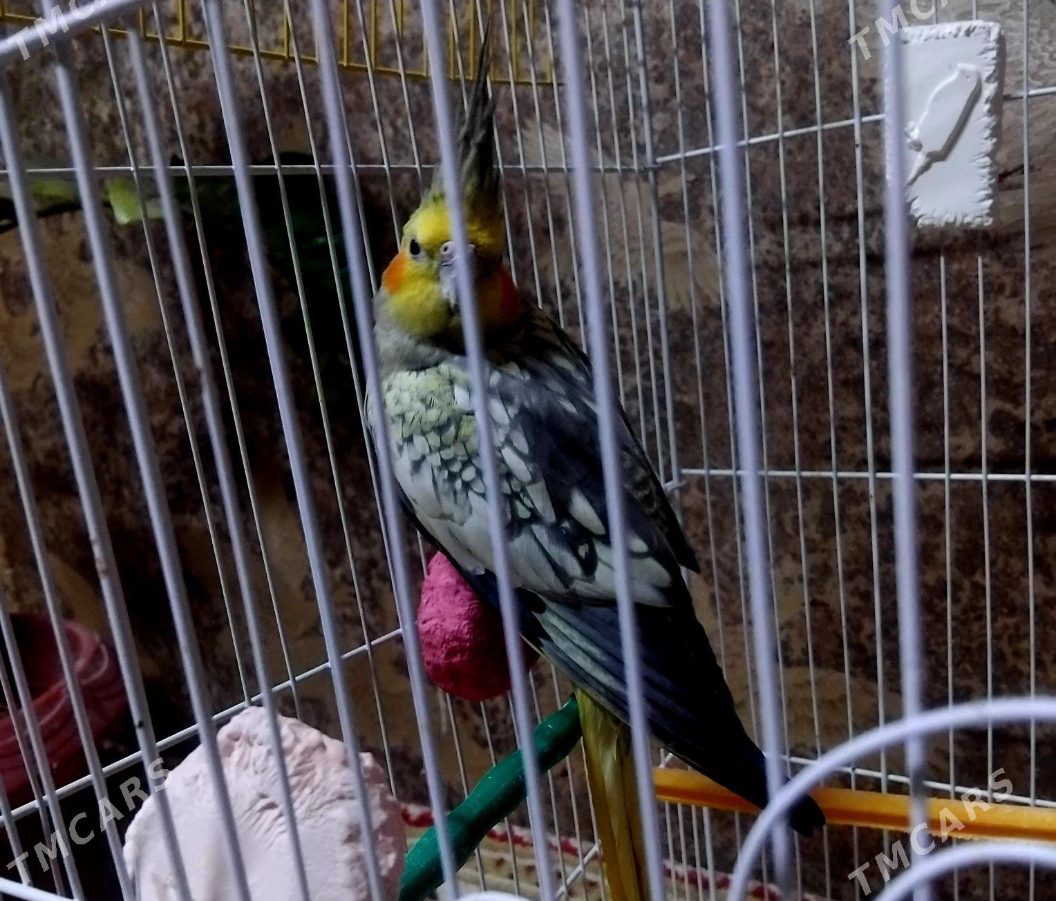 попугай popugay - Parahat 4 - img 3