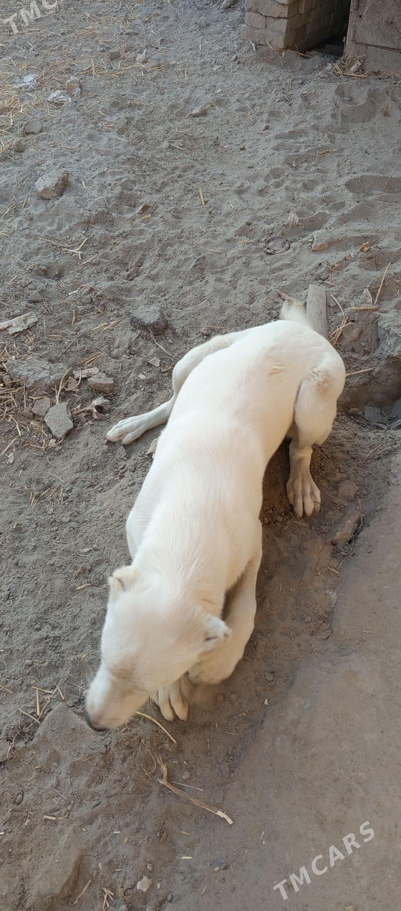 Alabay - Farap - img 5