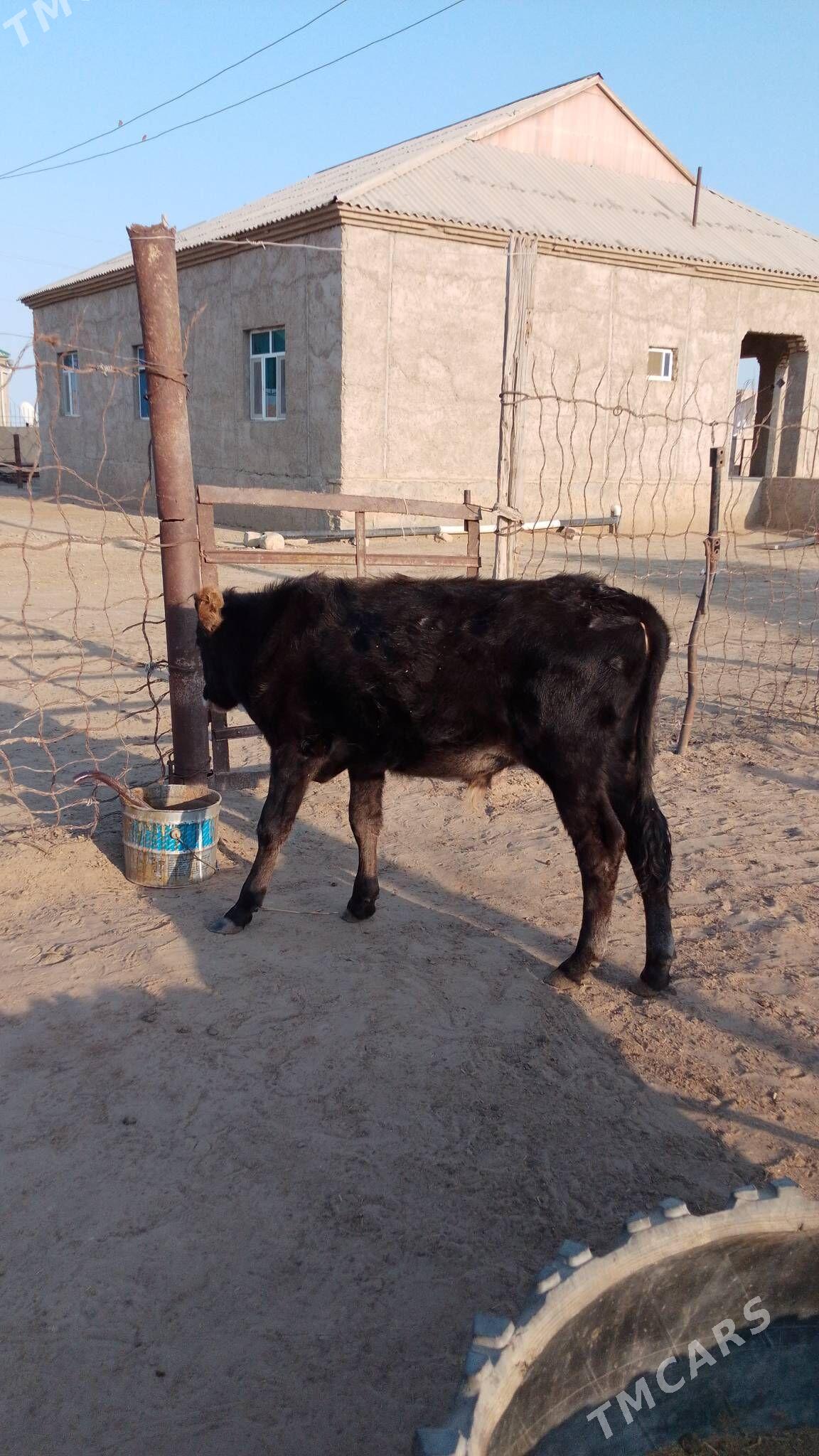 öküzçe - Esenguly - img 2