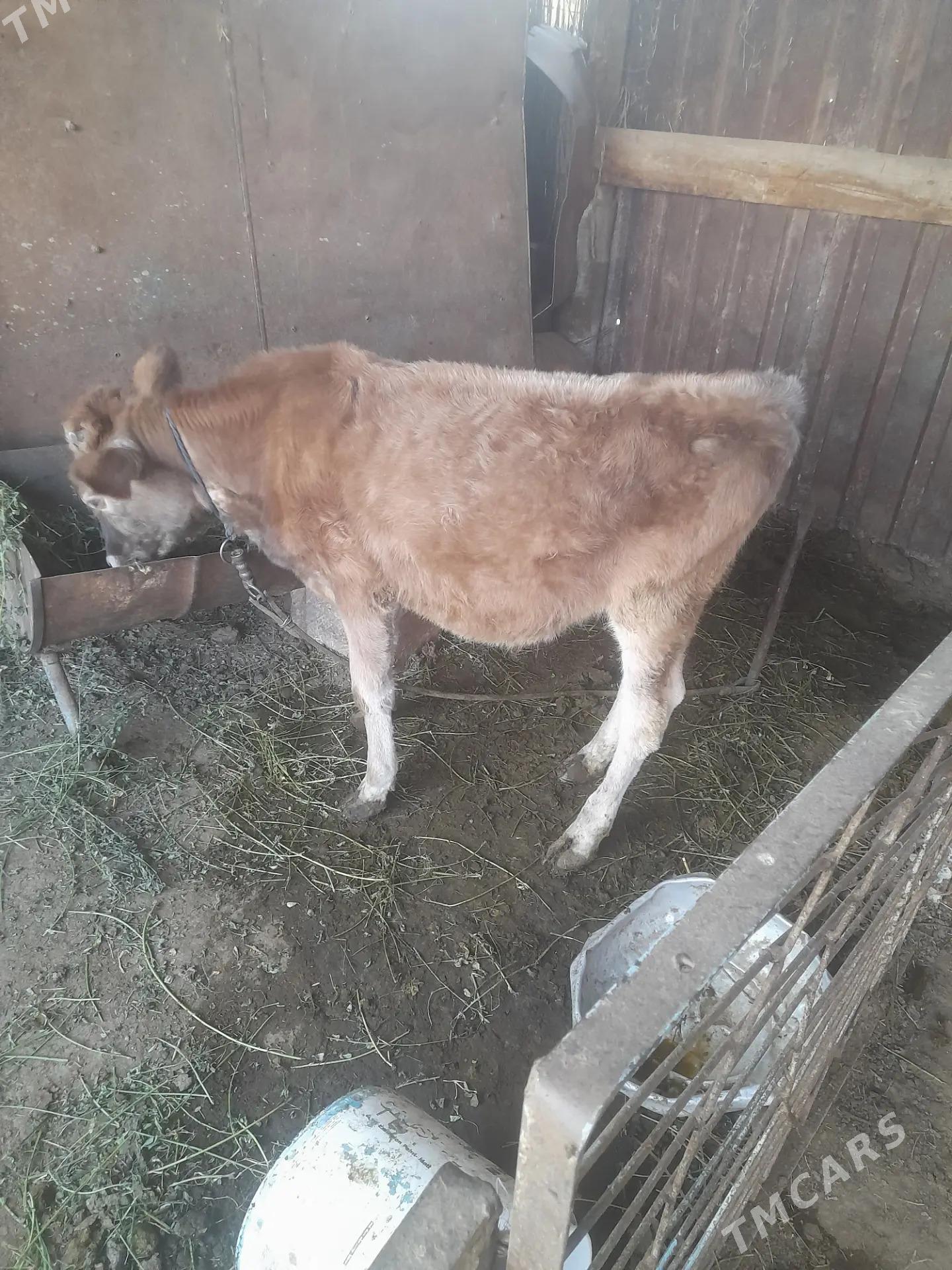 Göleli sygyr - Babadaýhan - img 2