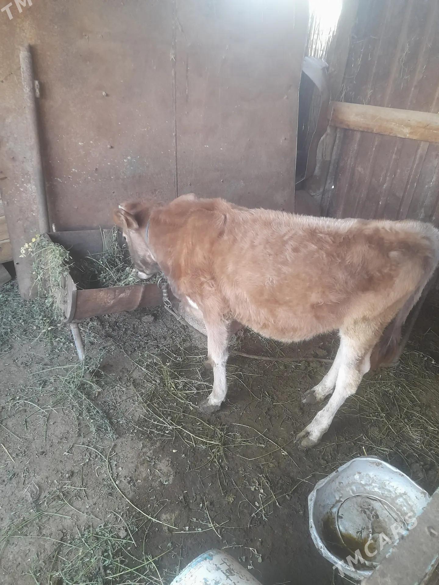 Göleli sygyr - Babadaýhan - img 3