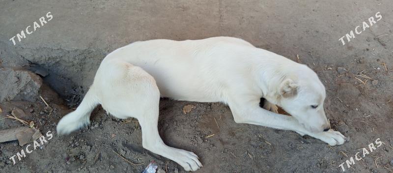 Alabay - Farap - img 4