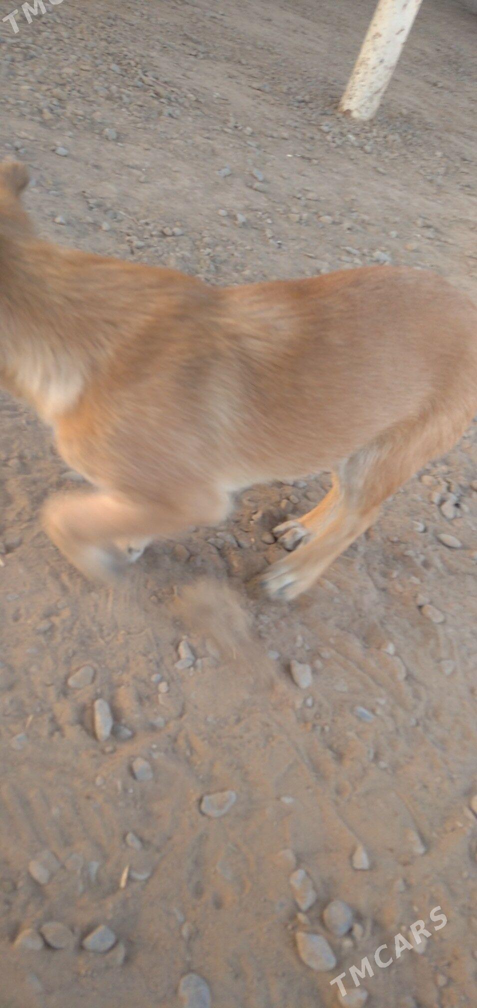 gujuk - Sakarçäge - img 7