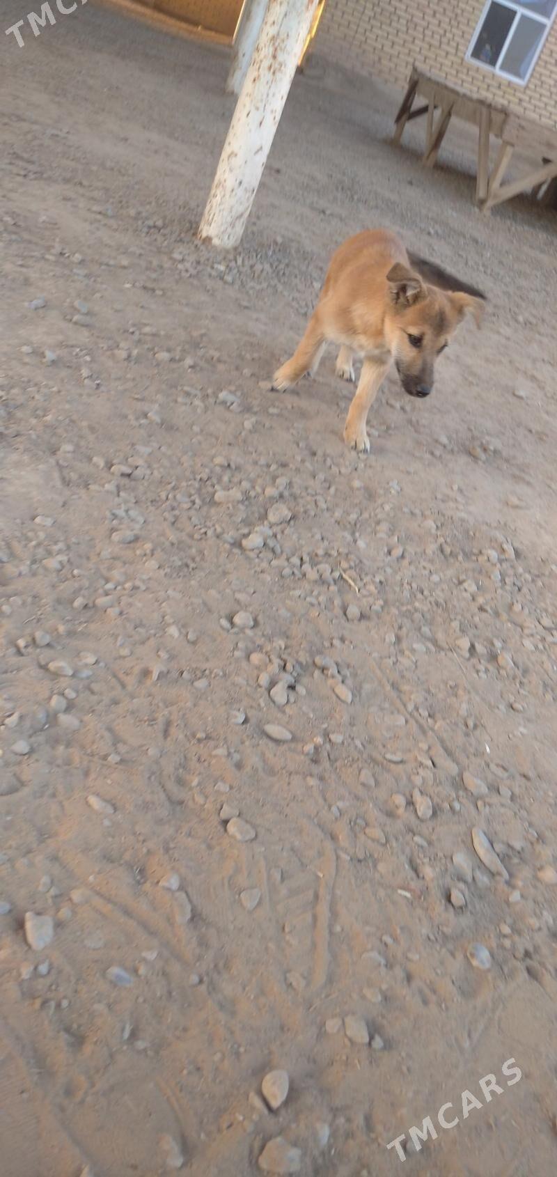 gujuk - Sakarçäge - img 6