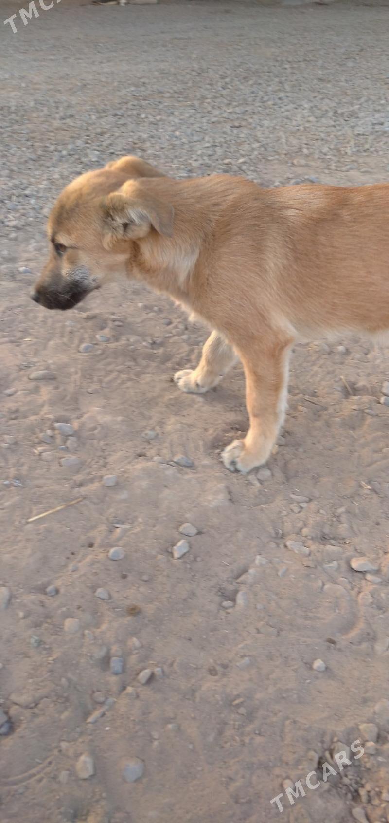 gujuk - Sakarçäge - img 3