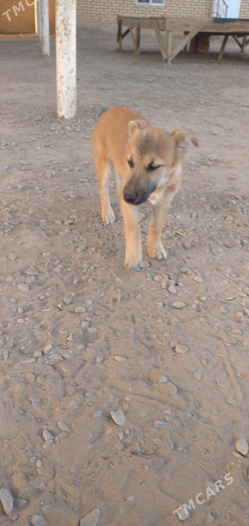 gujuk - Sakarçäge - img 5