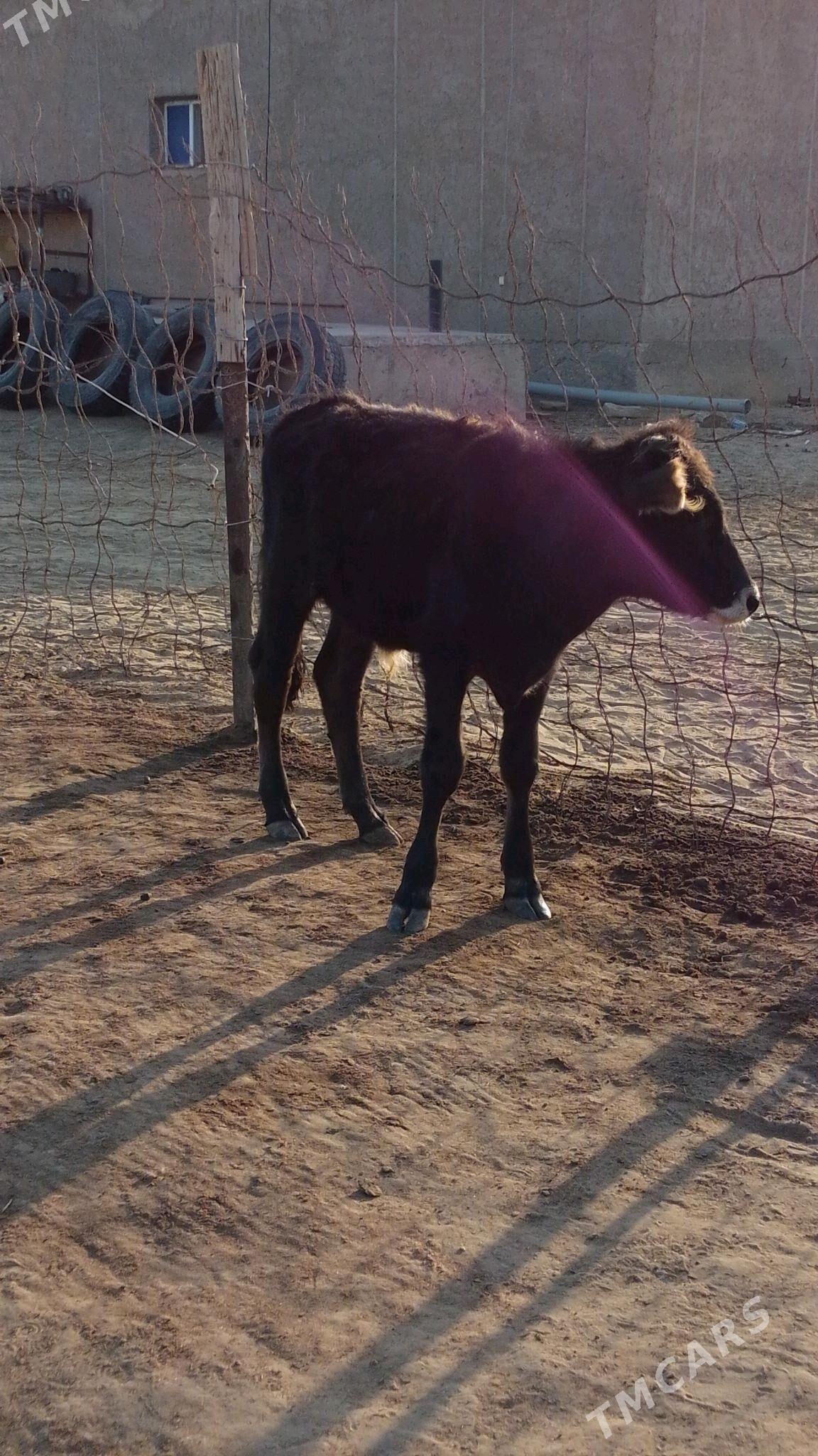 öküzçe - Esenguly - img 3