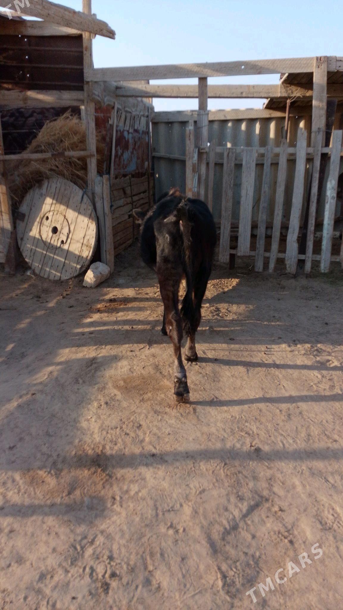 öküzçe - Esenguly - img 5