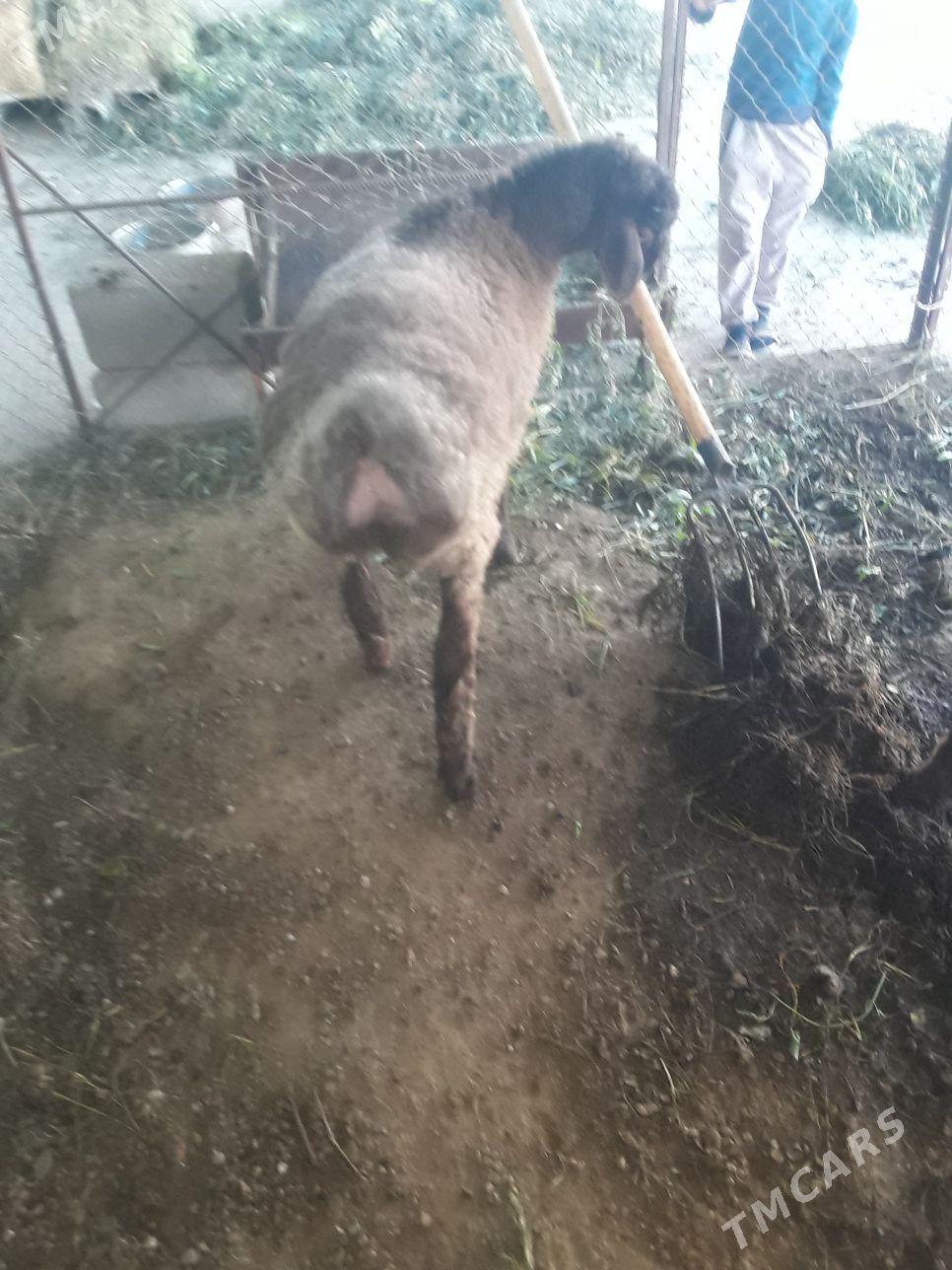 Tokly - Aşgabat - img 4