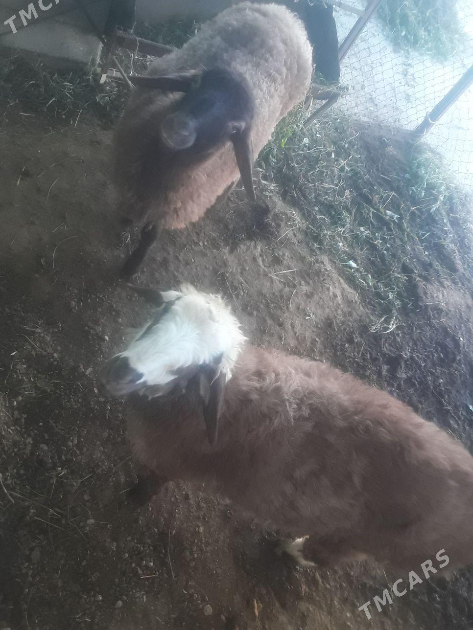 Tokly - Aşgabat - img 2