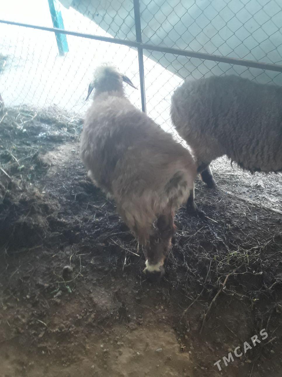 Tokly - Aşgabat - img 3