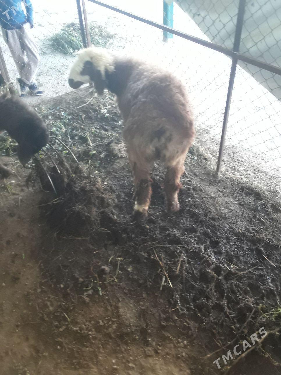 Tokly - Aşgabat - img 5