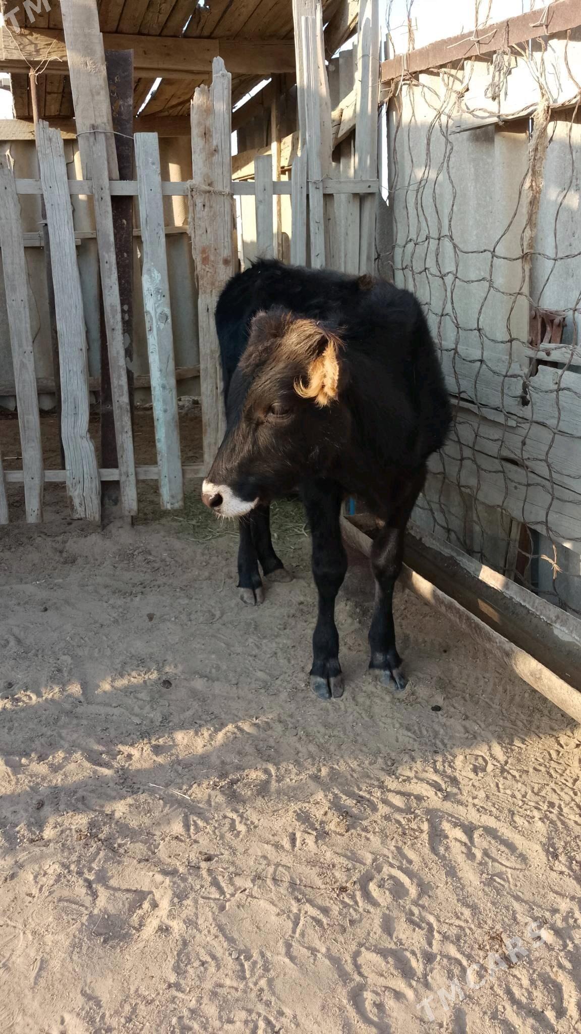 öküzçe - Esenguly - img 1