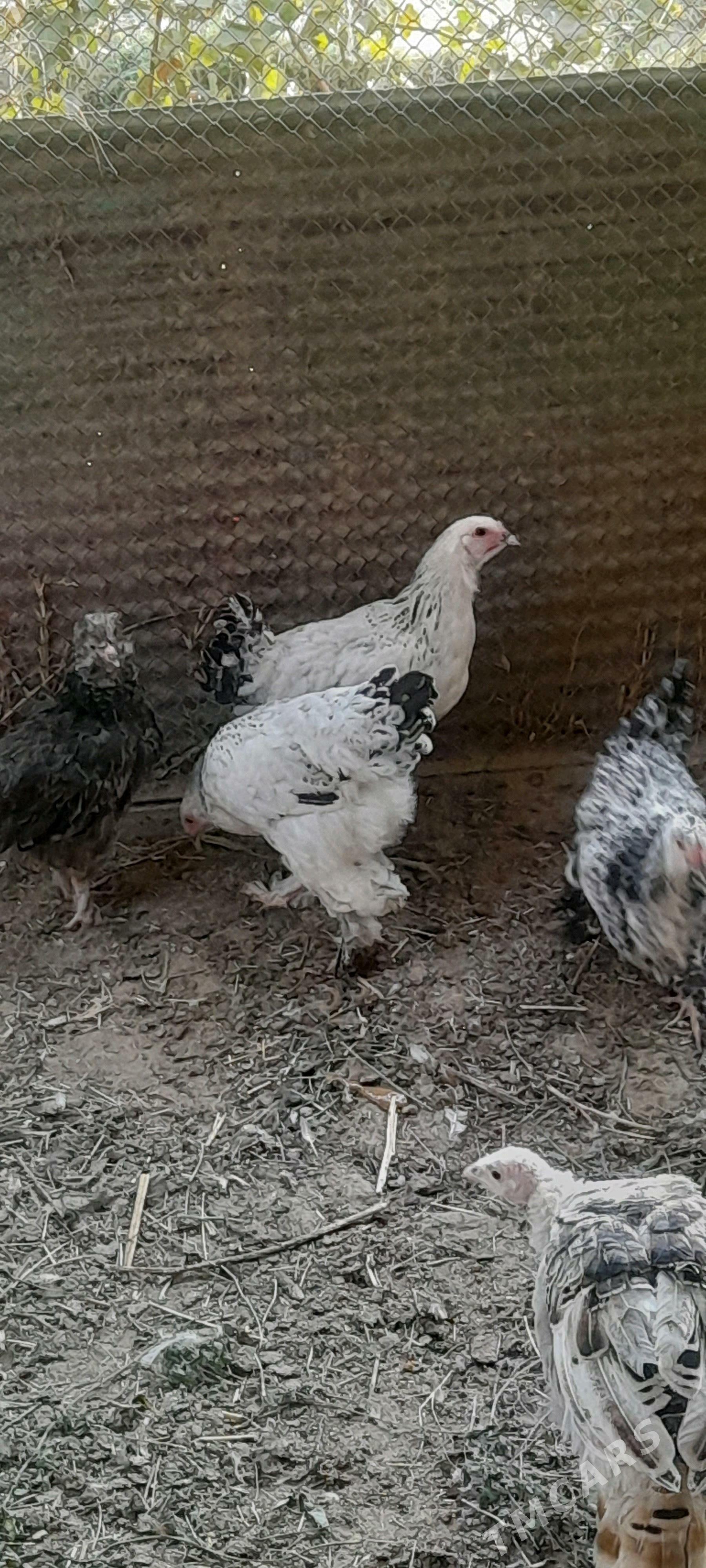 brama - Бахарден - img 1